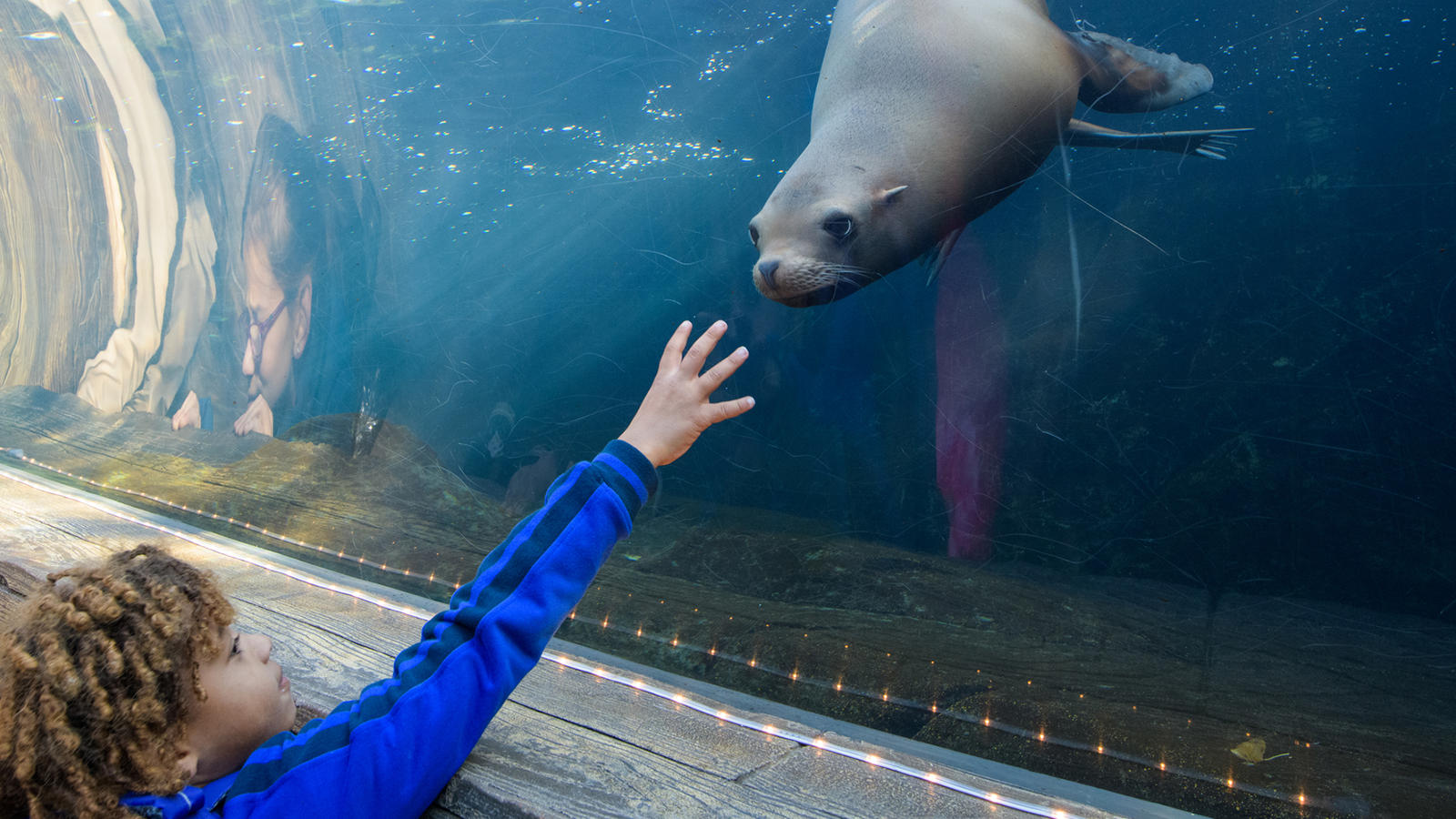 Sea Lion Sound Tunnel